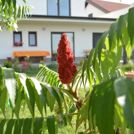 Palma - App Palma & Figa Apartman